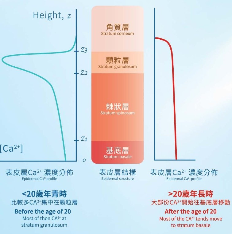 表皮層 Ca²⁺ 濃度分佈：20 歲前集中於顆粒層，20 歲後大部份移往基底層